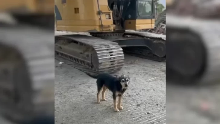 Abandoned Dogs Left In A Demolished House Get A Second Chance At Life Thanks To Caring Rescuers