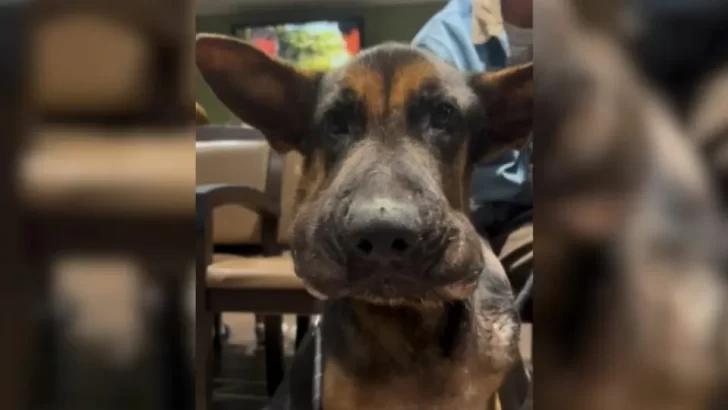 Abandoned and Broken, This Puppy Longs for a Second Chance at Love