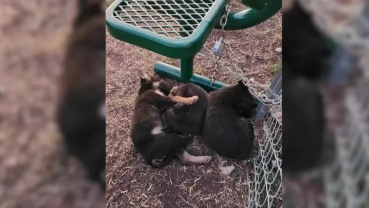 Newborn Puppies Left in Freezing Cold Find Comfort in Each Other's Embrace