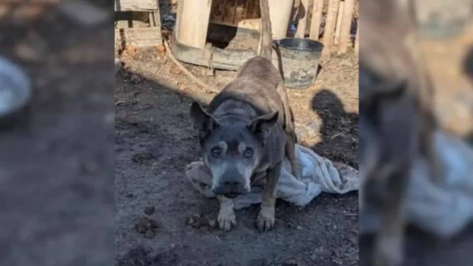 Senior Dog Left in the Cold Finds Warmth and Love After Rescue