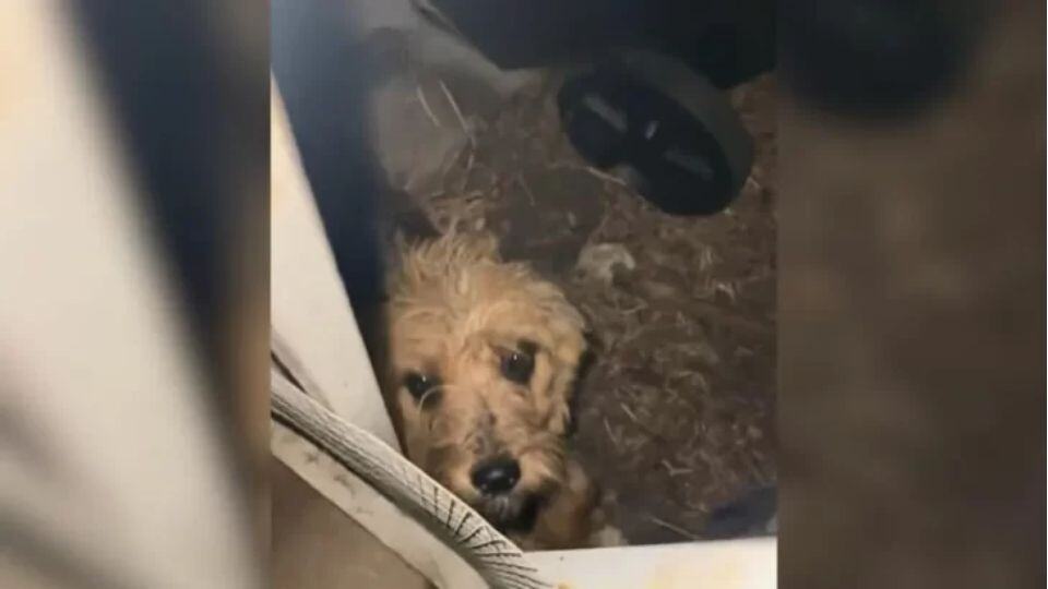 Rescuer Hears a Strange Noise at Night and Finds a Life-Changing Surprise