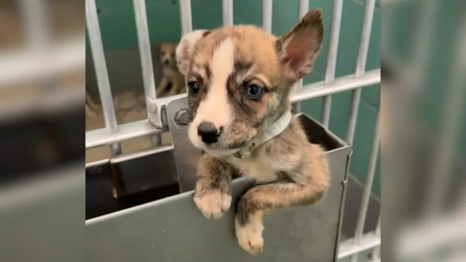 Tiny Hero Pup Climbs Out Of Kennel To Save His Siblings From Euthanasia