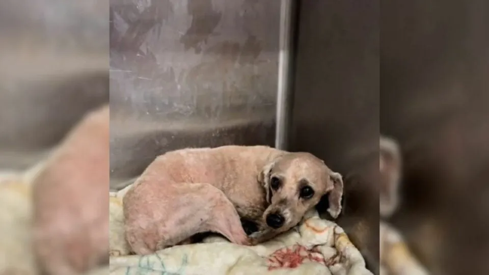Maltese Pup Injured By Breeder Trembles In Shelter, Waiting For Someone To Love Him