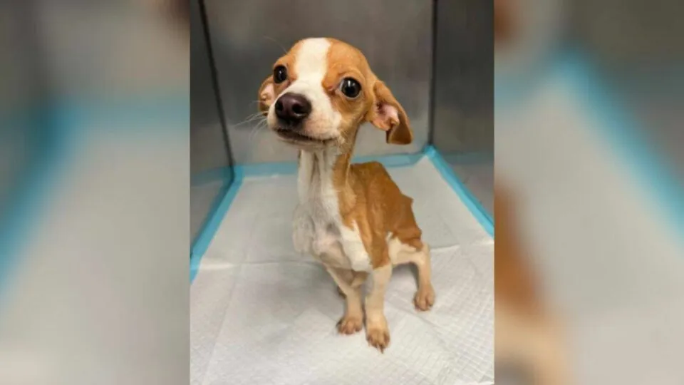 Starving Puppy Abandoned In Bronx Apartment Gets A Second Chance Thanks To Rescue