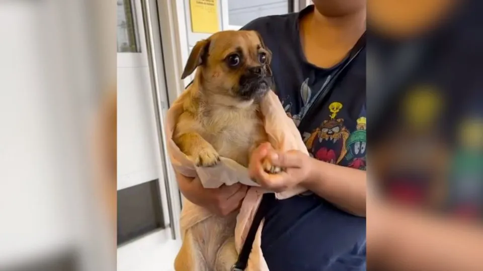 Pug Mix Realizes Her Family Is Leaving Her At The Shelter—Then Something Beautiful Happens