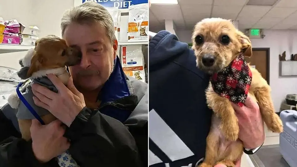 Puppy Thrown Off Bridge With Taped Muzzle Is Rescued—Then Reunites With His Hero