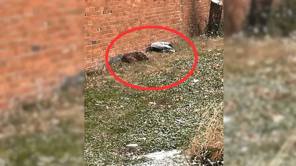 Bonded Stray Dogs Found Curled Up In Snow—Then Someone Gave Them The Life They Deserved