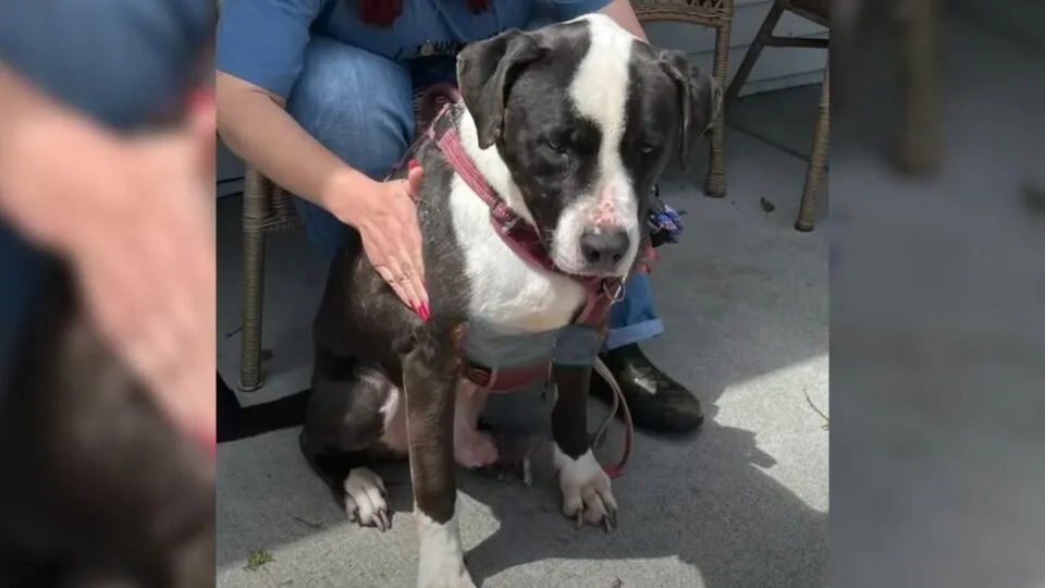 Senior Shelter Dog Spends 10 Years Waiting For A Home—And He’s Still Hoping