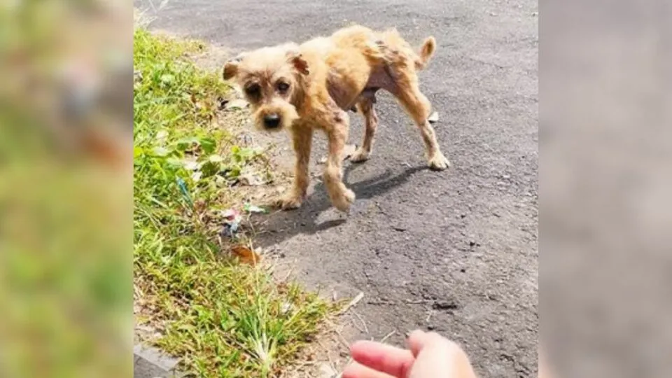 Hairless Dog Dumped By Breeders Finds Love And Transforms Into A Fluffy Princess