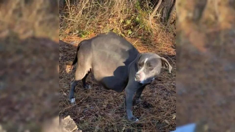 Pregnant Dog Abandoned On Roadside Finds Love—And Gives Birth To Eight ...