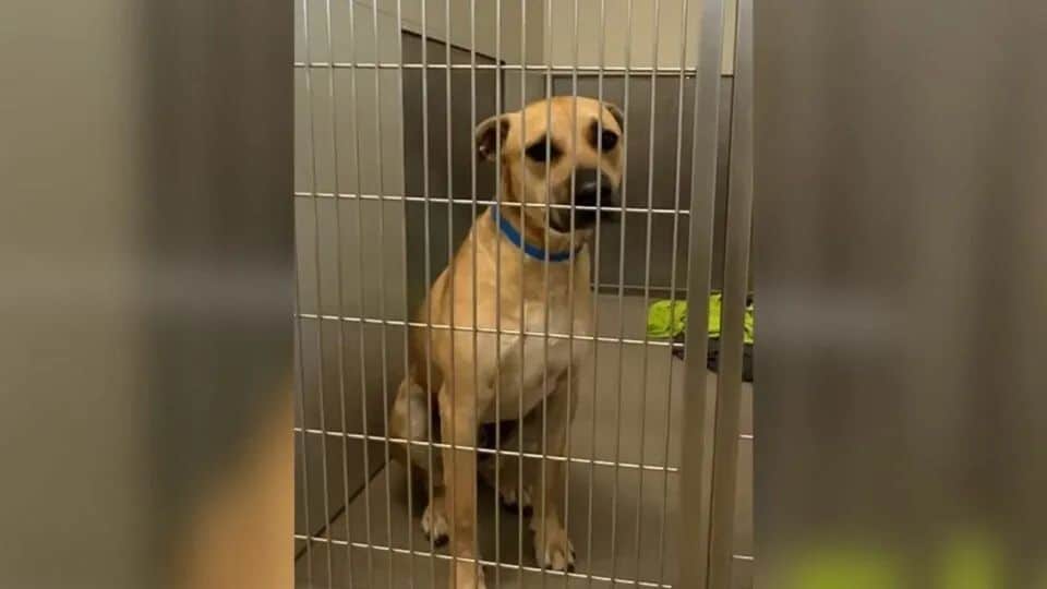 Dog Waits For Owners At Shelter Door Everyday, Then His Forever Family