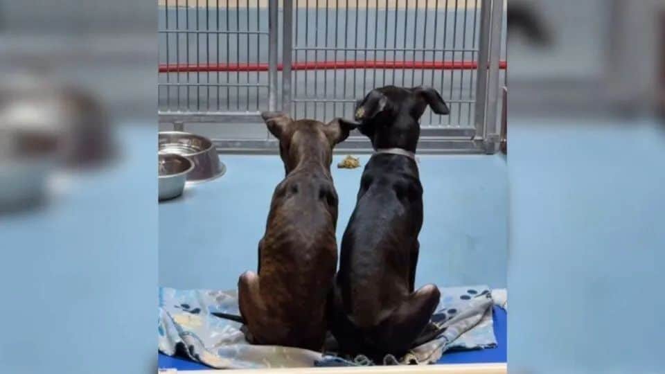 Shelter Brothers Held Each Other Tight Before Euthanasia, But A Miracle Saved Them
