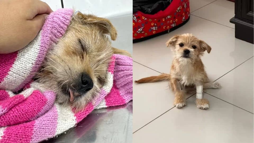 From Neglect to Nurture: Stu the St. Bernard's Heartwarming Rescue and ...