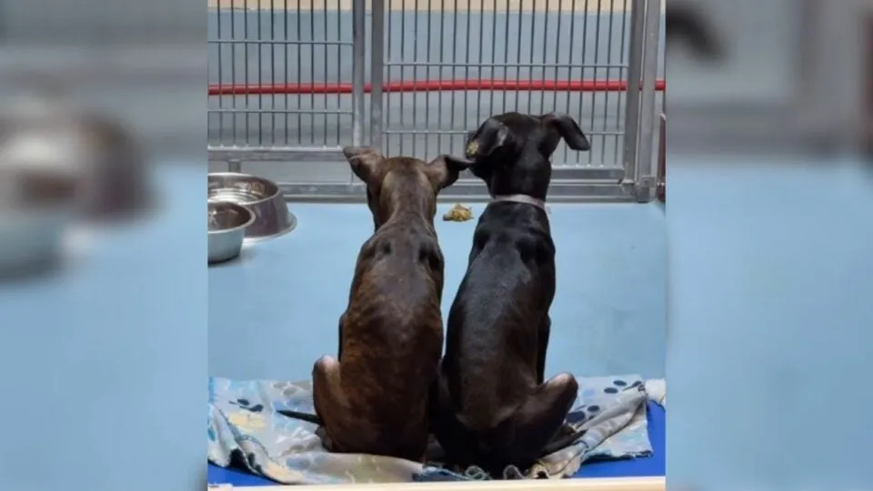Shelter Brothers Held Each Other Tight Before Euthanasia—Then A Miracle Saved Them