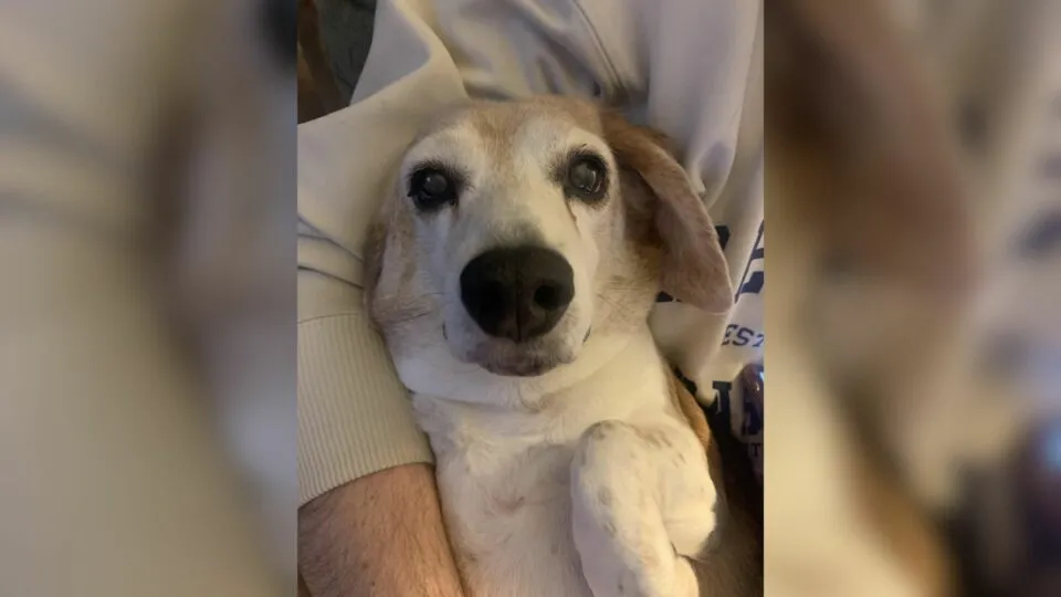 Senior Dog’s Vet Visit Reveals Shocking Past—Owner Finds Out She Was Shot