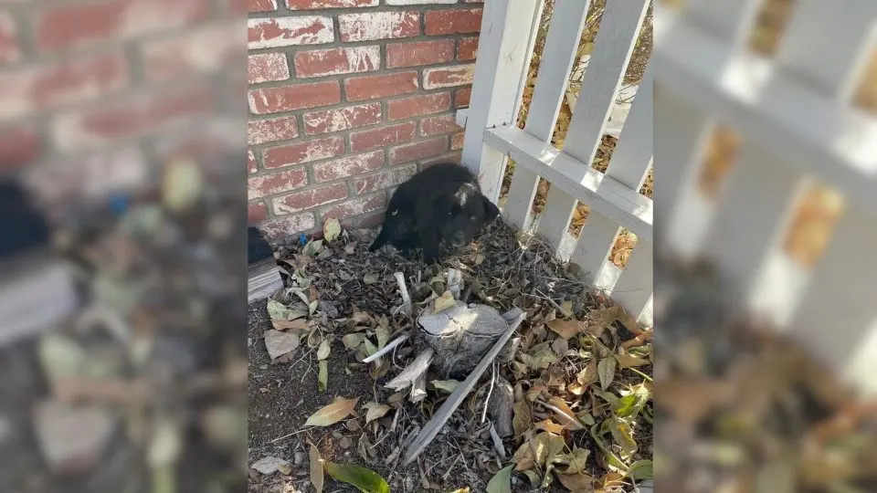 She Went To Check Her Parents’ House—And Found A Puppy Curled Up, Hoping To Be Saved