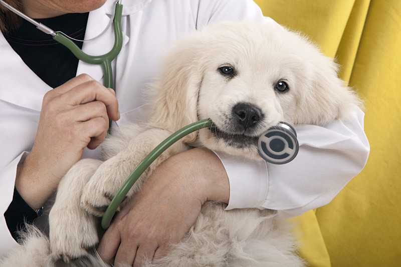 What Every Dog Owner Should Know About Vet Anxiety