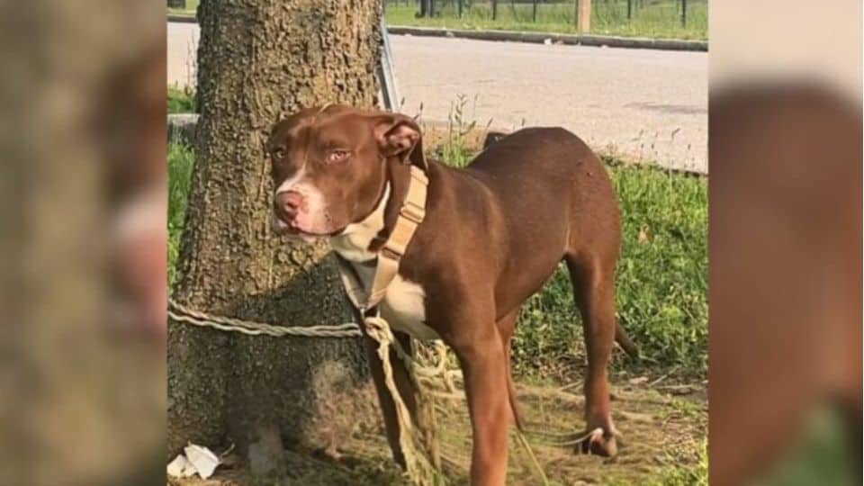 Missouri Residents Find Abandoned Dog Tied To A Tree and Instantly Step ...