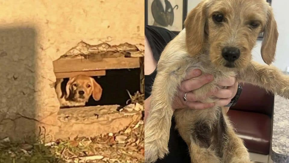 Tiny Pup Found Hiding Under A House Now Has A Chance At A Real Life