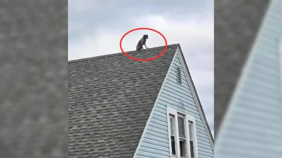 Curious Connecticut Pup Baffles Neighborhood After Climbing Onto Roof Through Attic Window