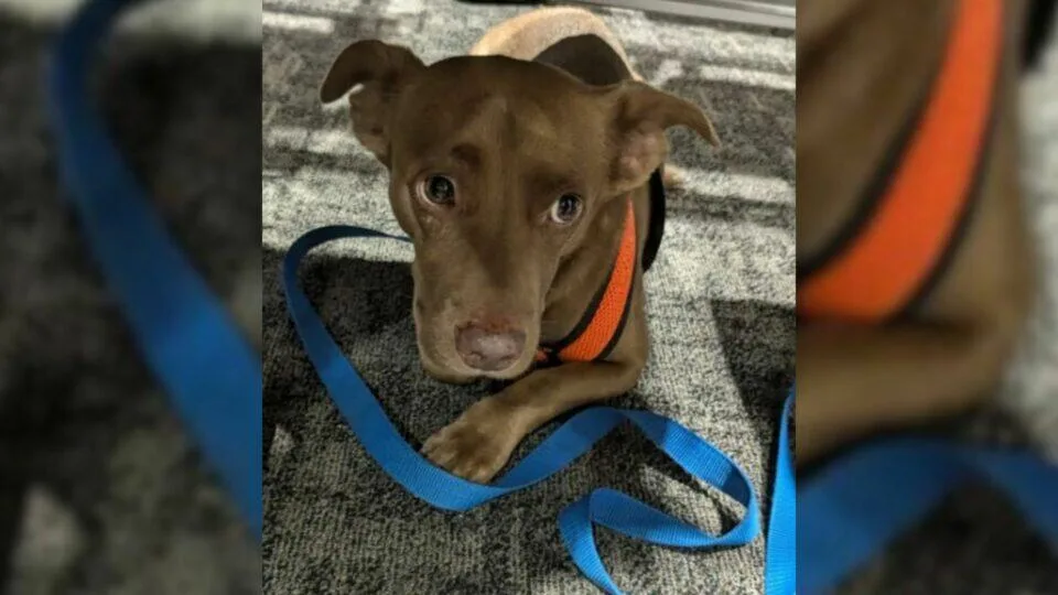 Once Too Afraid To Look People In The Eye, This Florida Pup Now Bikes His Way Into Hearts