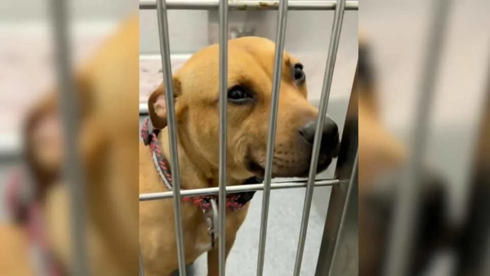 Texas Shelter Dog&rsquo;s Hopeful Smile Wins Hearts And Leads Her To A Forever Home