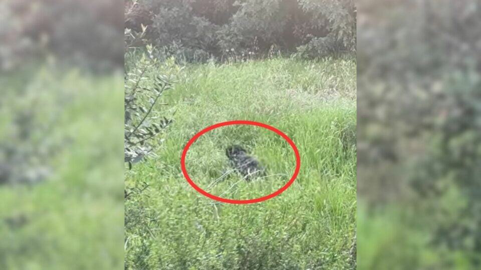 Abandoned Near Coyotes, This Brave Pup Survived Alone Until Rescuers Stepped In