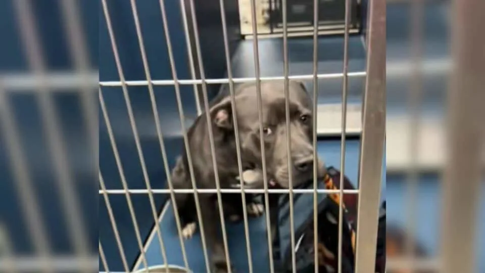 Michigan Shelter Dog Offered His Favorite Blanket to Strangers, Hoping Someone Would Take Him Home