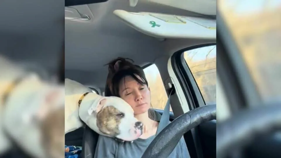 Grateful Shelter Pup Forms Sweet Bond With Volunteer After Being Left Behind