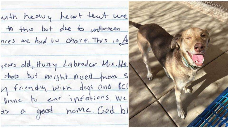 Dog Left in Shelter Lot With a Heartbreaking Message Gets the Happy ...