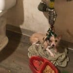 She Spent Weeks Tied Beneath a Sink, but Now She Knows What Love Feels Like