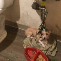 She Spent Weeks Tied Beneath a Sink, but Now She Knows What Love Feels Like