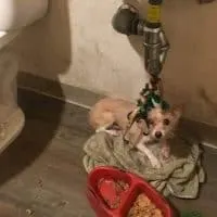 She Spent Weeks Tied Beneath a Sink, but Now She Knows What Love Feels Like