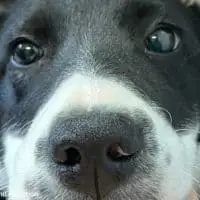 Injured Puppy Struggled to Walk Until Kind Strangers Gave Her a Second Chance