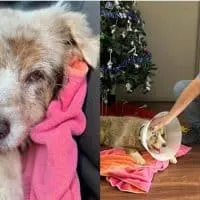 Senior Dog Missing for 7 Years Finally Reunited With Her Family in Tearful Hotel Rescue