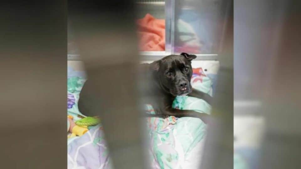 13-Year-Old Dog Surrendered at New York Shelter Finds New Forever Home