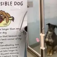She Was Known as the Invisible Dog Until the Shelter Spoke Up for He