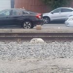 Abandoned Dog Slept on Train Tracks Until Two Rescuers Changed His Life Forever