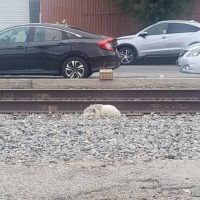 Abandoned Dog Slept on Train Tracks Until Two Rescuers Changed His Life Forever