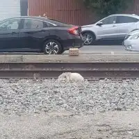 Abandoned Dog Slept on Train Tracks Until Two Rescuers Changed His Life Forever