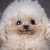 Tiny Disabled Dog Overcomes Heartbreak and Wins the Hearts of Millions