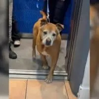 After 1,739 Days in a Shelter, This Senior Dog Finally Knows What Love Feels Like