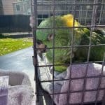 Rescued Senior Parrot Discovers Love and Safety After Weeks Alone