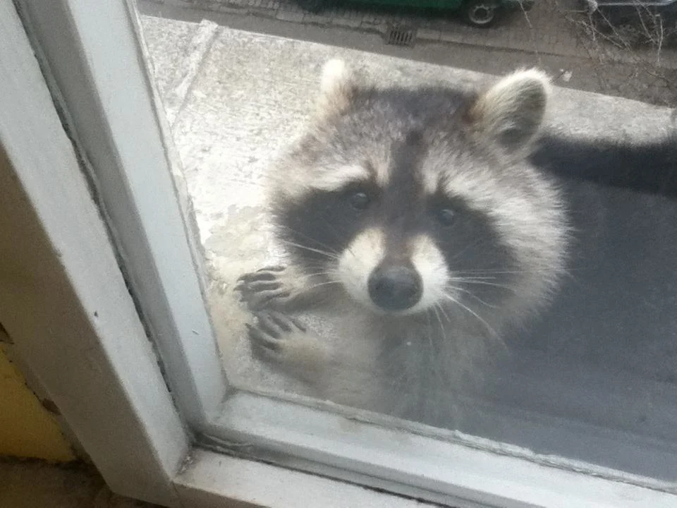Wild Visitor With Jar On Head Shows Up At Family’s Porch Hoping For Rescue - photo 5