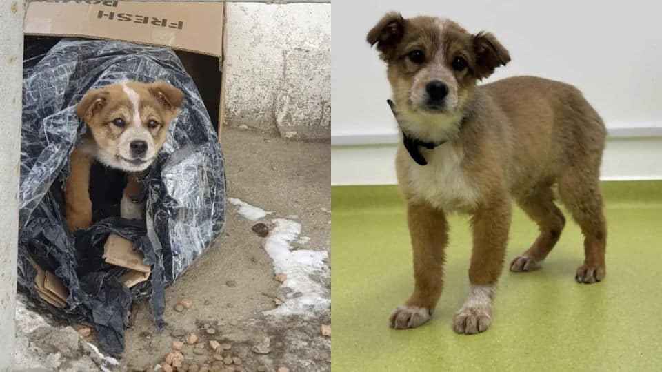 Heartbreaking Story of a Tiny Pup Left to Brave the Cold in a Cardboard ...