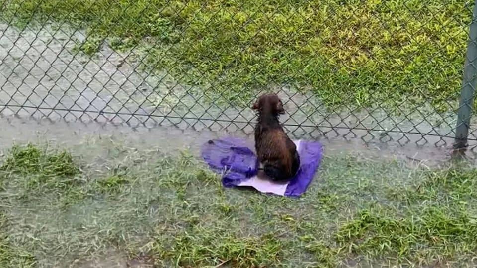 Puppy Found Alone In Flooded Field Learns Love Can Heal Everything