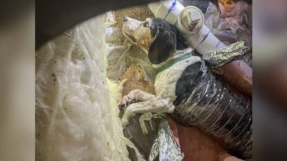 Curious Dog Rescued After Getting Stuck in Hidden Vent Passage