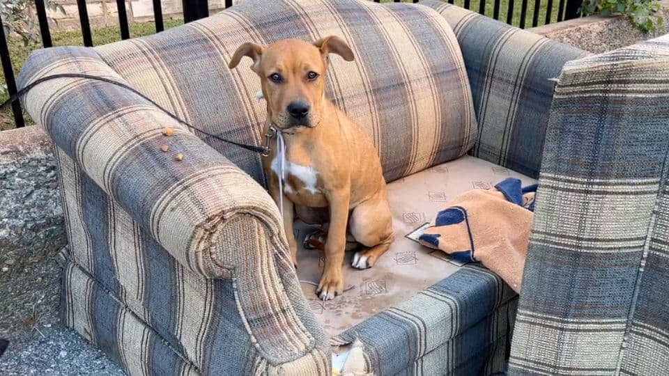 Abandoned Puppy Tied to Fence Finds Comfort and a Second Chance