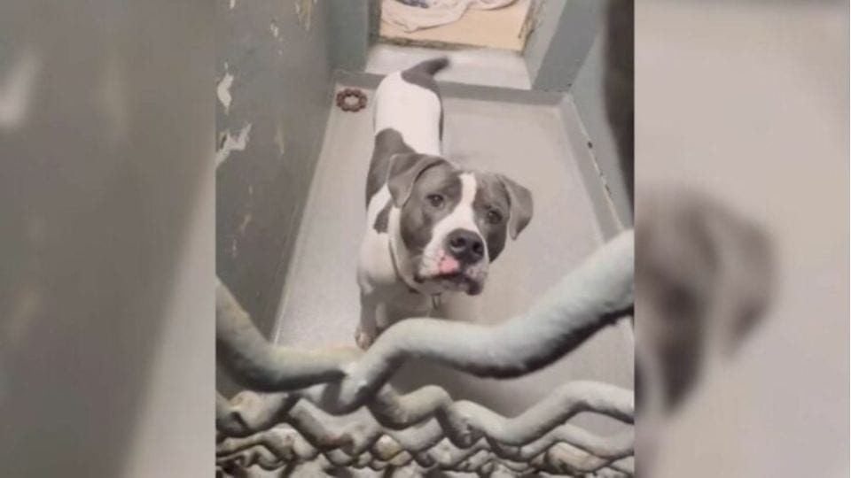 Lonely Shelter Dog Yearns for a Family to Call His Own