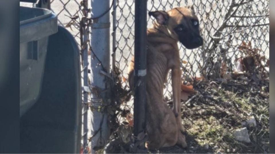 From Abandoned to Adored: Starving Dog Found Tied to Fence Learns to Love Again